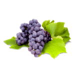 tannat