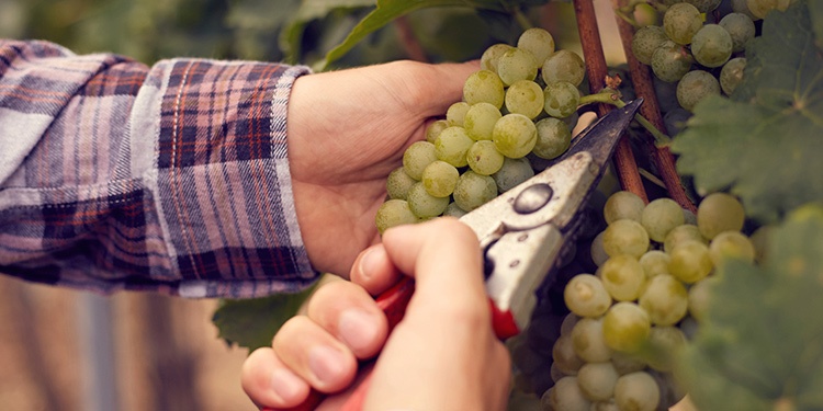 A origem do vinho verde