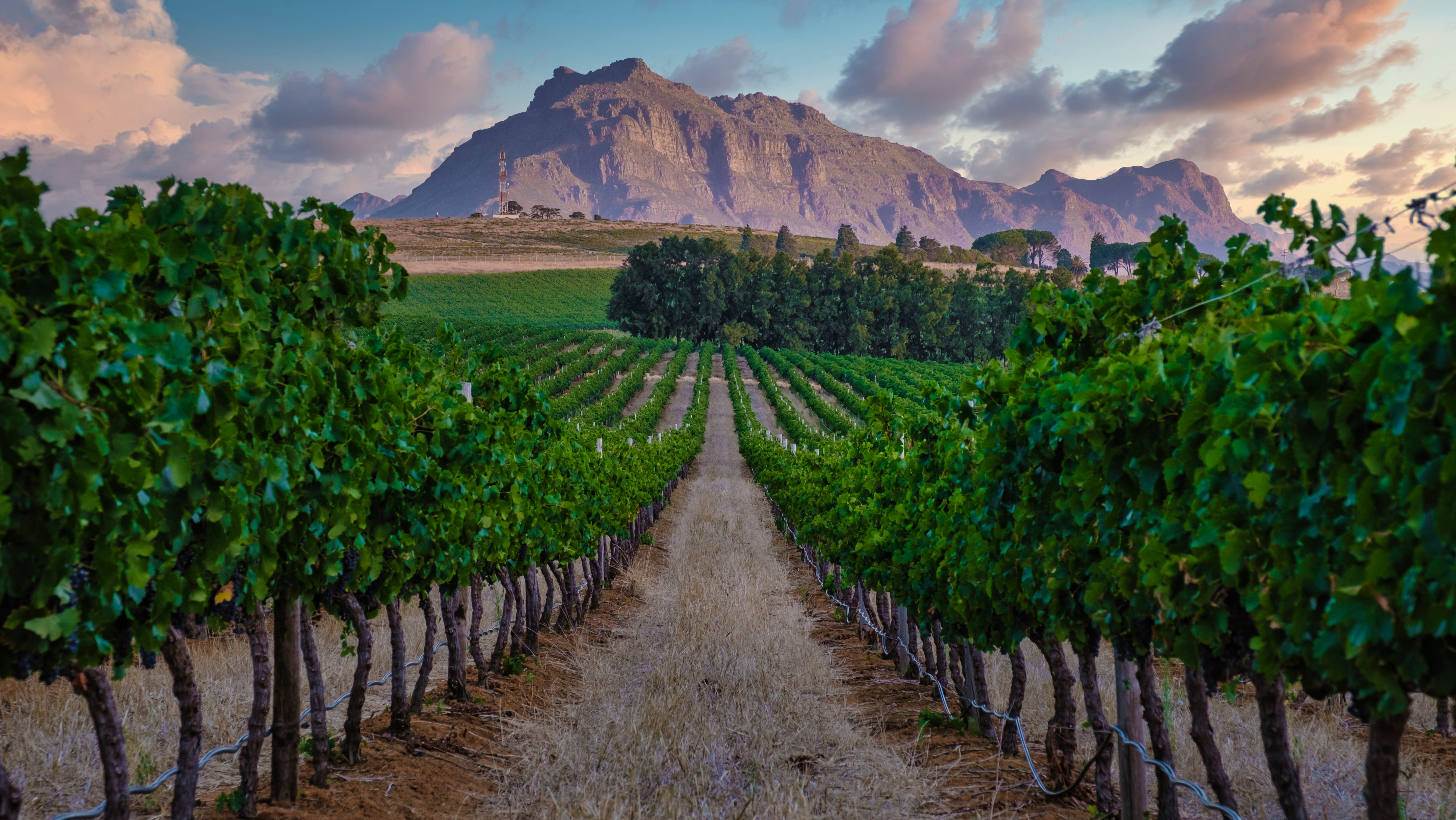 africa-wineyard-art-des-caves