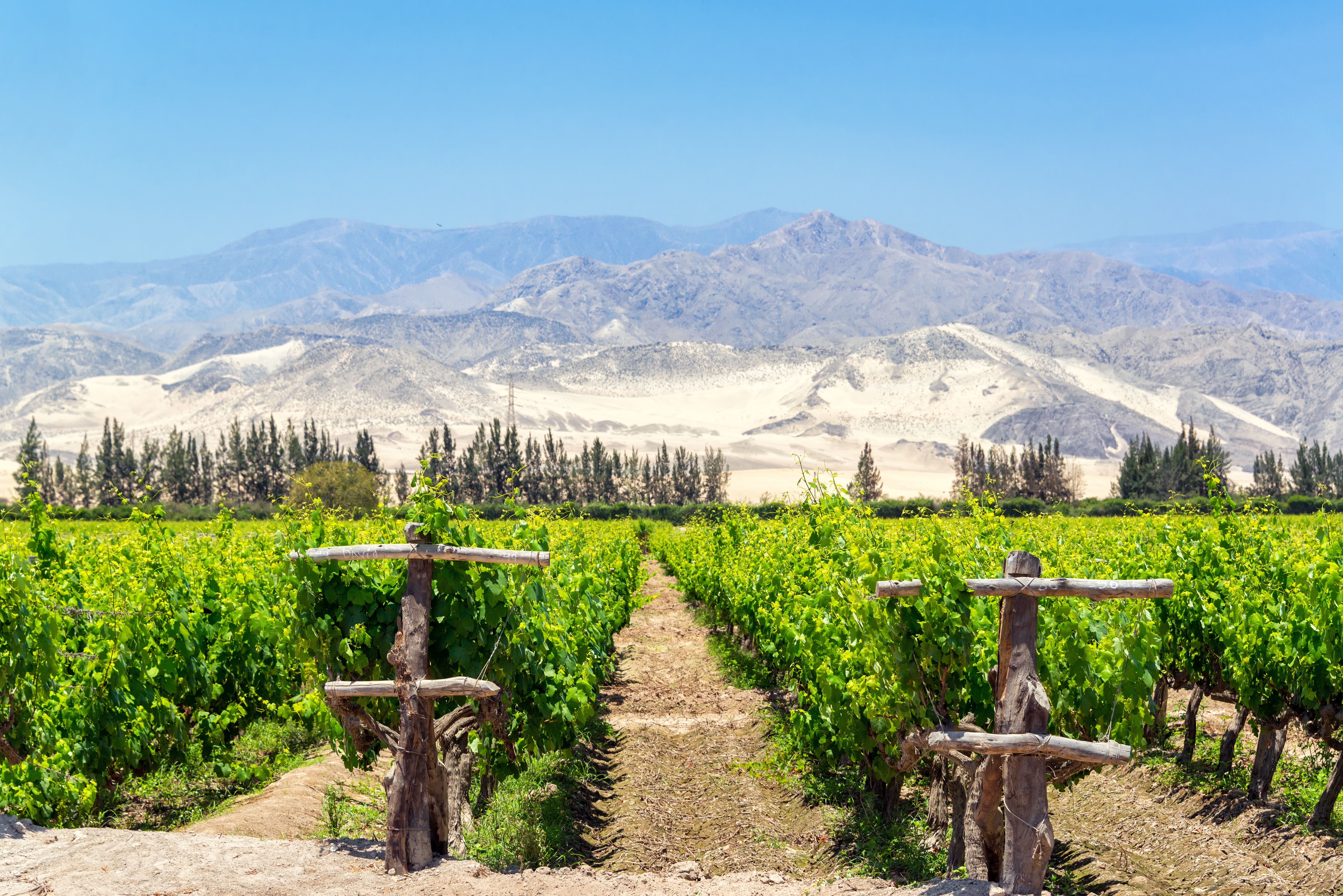 peru-wineyard-Art-des-Caves