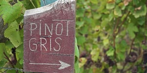 Pinot Gris ou Pinot Grigio