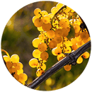Riesling