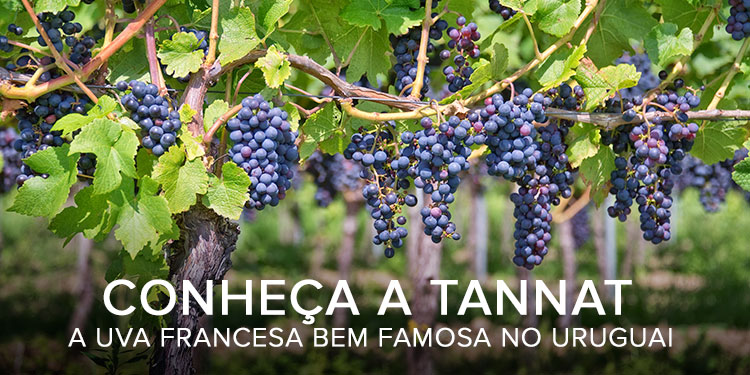 Conheca-a-Tannat-a-uva-francesa-bem-famosa-no-Uruguai.jpg