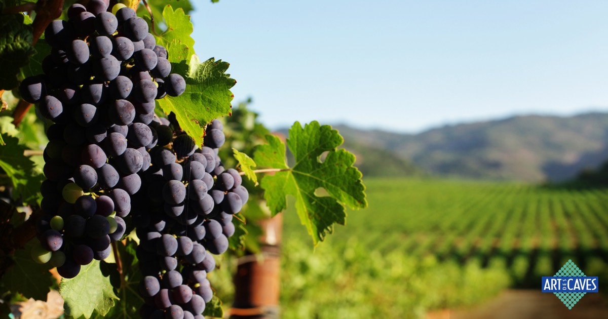 As principais regiões produtoras de uva Cabernet Sauvignon pelo mundo